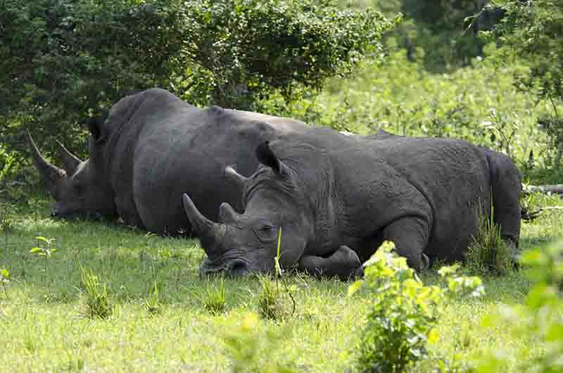 Rinoceronte Blanco - reserva de Ziwa - Uganda 12.jpg